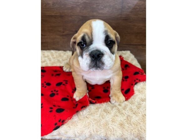 Bulldog DOG Male Red 3044 Petland Florence, Kentucky