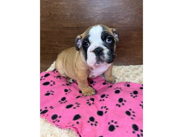 Bulldog DOG Female Red 3043 Petland Florence, Kentucky