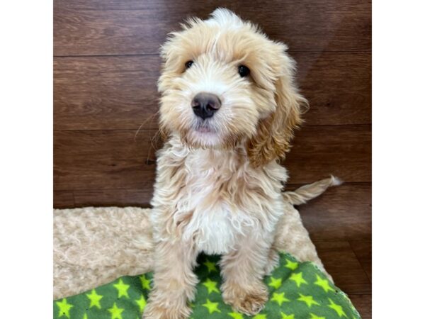 Mini Goldendoodle-DOG-Male-Tan and White-2998-Petland Florence, Kentucky