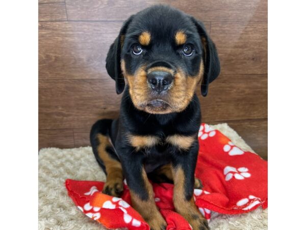 Rottweiler DOG Female Black / Tan 3050 Petland Florence, Kentucky