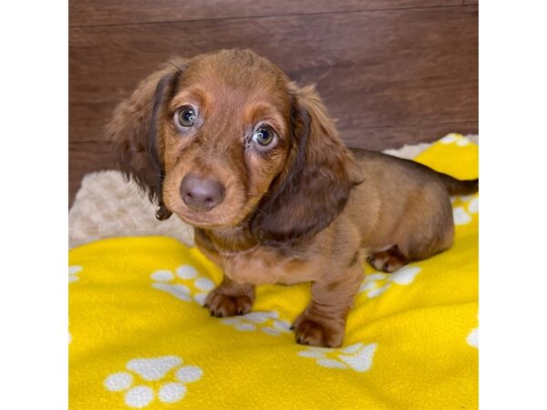 Dachshund DOG Male Wild Boar 3049 Petland Florence, Kentucky