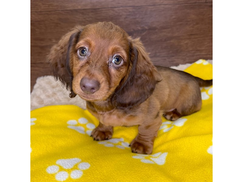 Dachshund Puppy Wild Boar ID3049 Located at Petland Florence, Kentucky