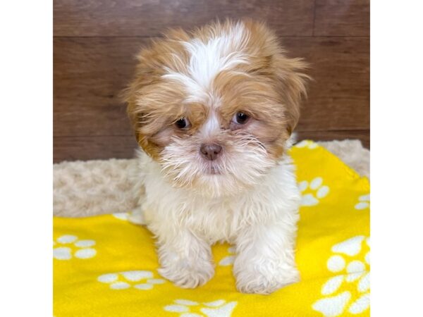 Shih Tzu DOG Female Gold / White 3048 Petland Florence, Kentucky