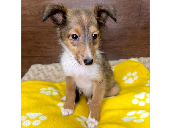 Shetland Sheepdog-DOG-Female-Sable / White-3047-Petland Florence, Kentucky