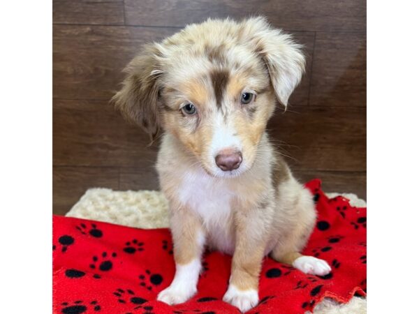 Miniature Australian Shepherd DOG Male Red Merle 3046 Petland Florence, Kentucky