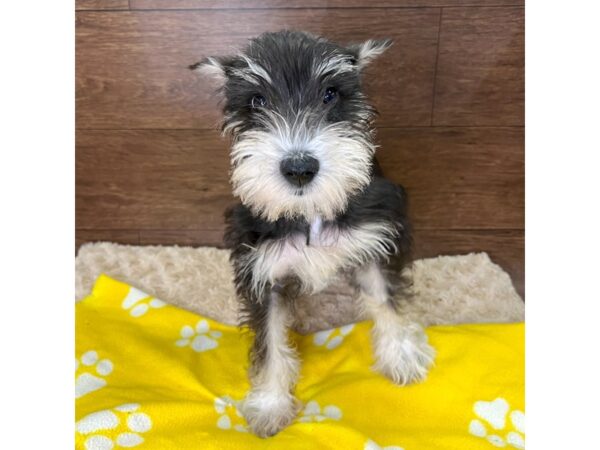 Miniature Schnauzer DOG Male Black / Silver 3016 Petland Florence, Kentucky