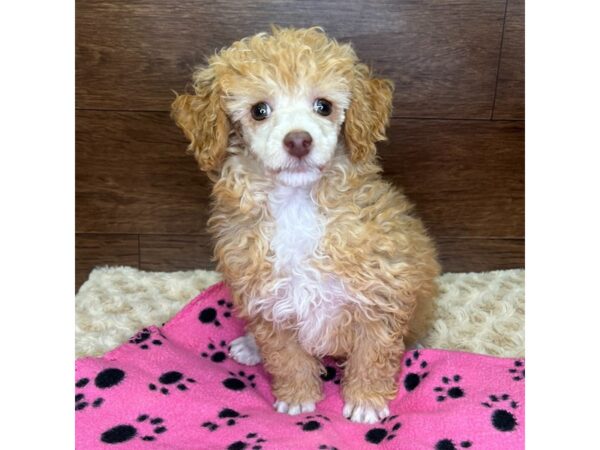 Poodle-DOG-Female-Apricot-3041-Petland Florence, Kentucky