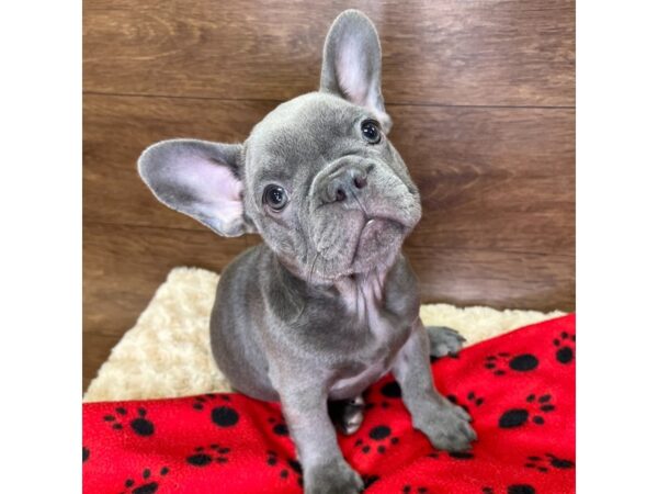 French Bulldog-DOG-Female-Blue-3042-Petland Florence, Kentucky