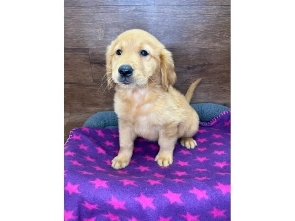 Golden Retriever DOG Male Golden 3055 Petland Florence, Kentucky