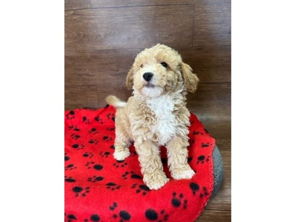 Bichapoo-DOG-Male-Buff-3052-Petland Florence, Kentucky