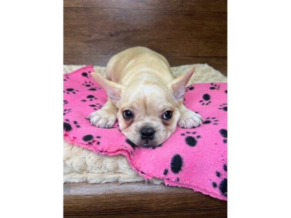 French Bulldog-DOG-Male-Cream-3045-Petland Florence, Kentucky