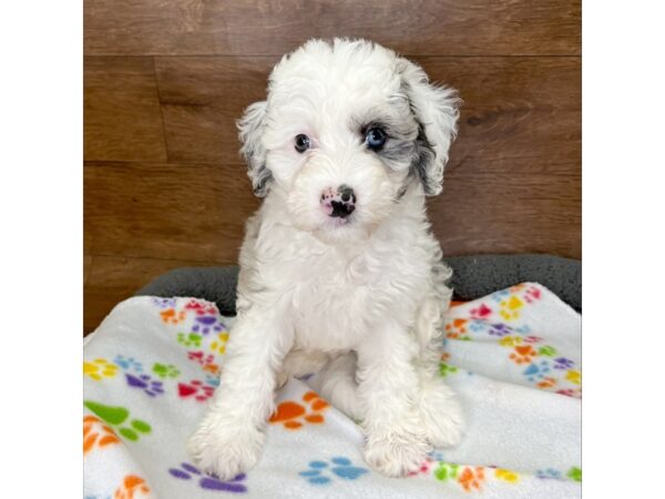 Sheepadoodle Mini-DOG-Female-Blue Merle / White-3068-Petland Florence, Kentucky