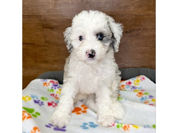 Sheepadoodle Mini DOG Female Blue Merle / White 3068 Petland Florence, Kentucky