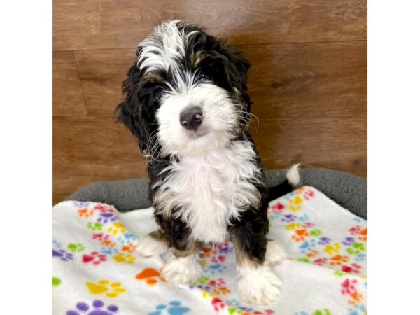 Bernedoodle Mini 2nd Gen DOG Male Black White / Tan 3067 Petland Florence, Kentucky