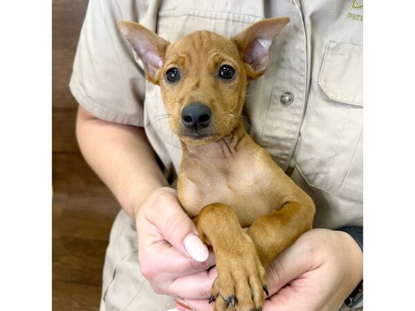 Miniature Pinscher DOG Male Red 3066 Petland Florence, Kentucky