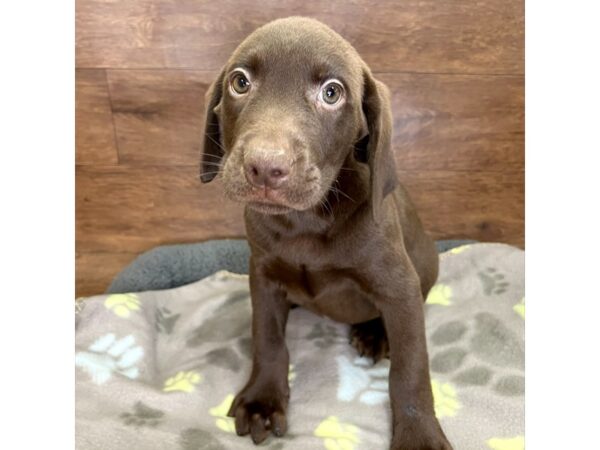 Labrador Retriever DOG Male Chocolate 3065 Petland Florence, Kentucky