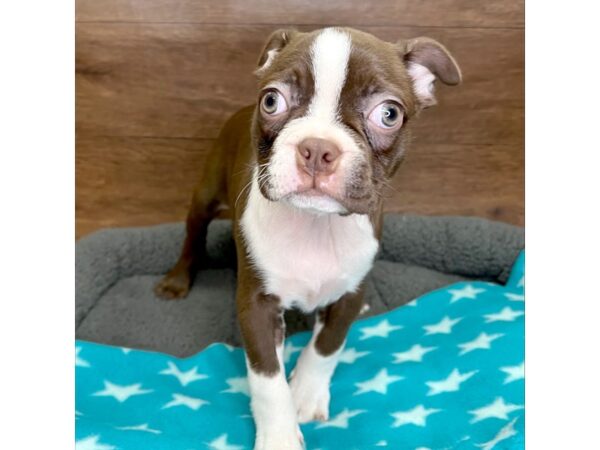 Boston Terrier DOG Female Seal / White 3064 Petland Florence, Kentucky