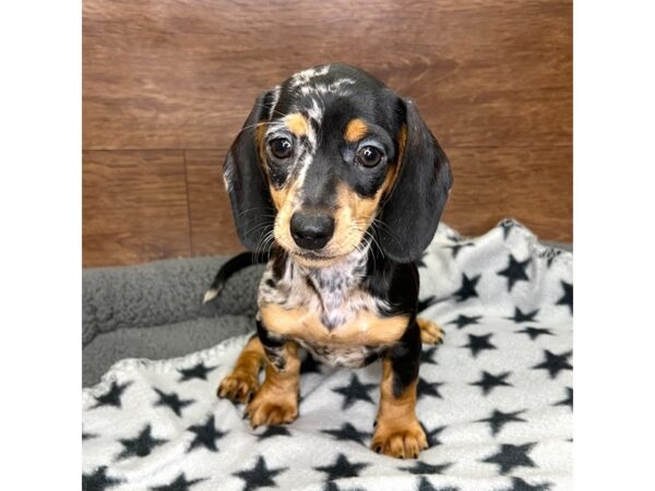 Dachshund DOG Female Black / Tan 3063 Petland Florence, Kentucky