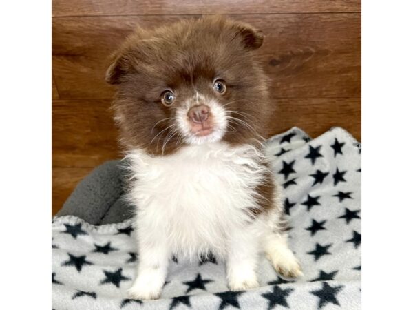 Pomeranian DOG Female Chocolate / White 3062 Petland Florence, Kentucky