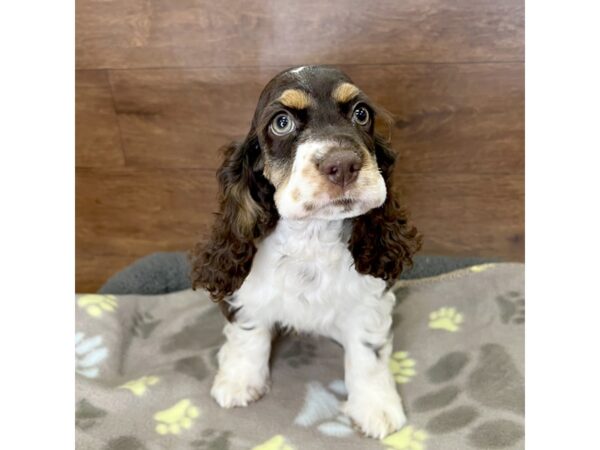 Cocker Spaniel DOG Female Brown White / Tan 3060 Petland Florence, Kentucky