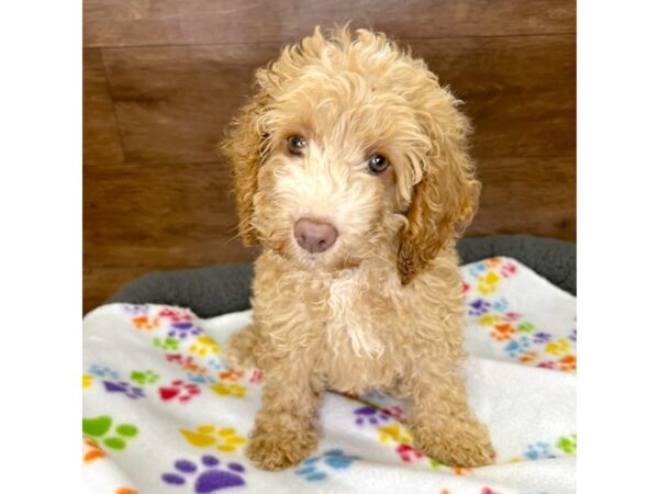 Cock A Poo 2nd Gen-DOG-Female-Apricot-3059-Petland Florence, Kentucky