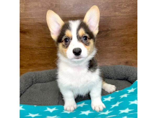 Pembroke Welsh Corgi DOG Male Black White / Tan 3058 Petland Florence, Kentucky