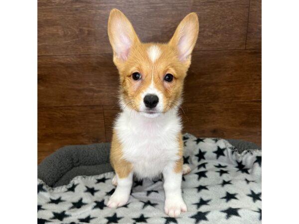 Pembroke Welsh Corgi DOG Female Sable / White 3057 Petland Florence, Kentucky