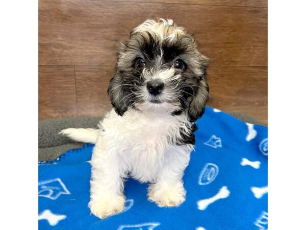 Teddy Bear DOG Male Tri Colored 3054 Petland Florence, Kentucky