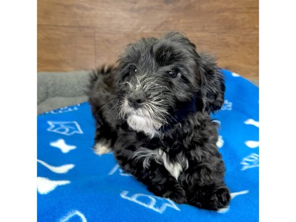 Yorkie-Chon-DOG-Female-Black-3053-Petland Florence, Kentucky