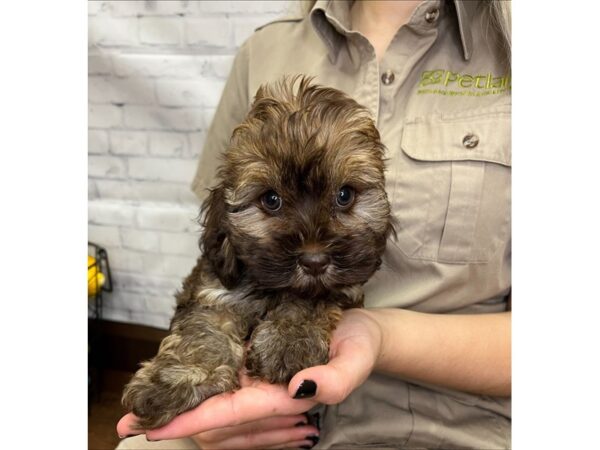 Cock A Poo-DOG-Female-Chocolate Sable-3080-Petland Florence, Kentucky