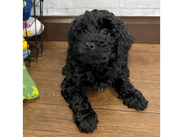 Yorkiepoo-DOG-Male-Black-3070-Petland Florence, Kentucky