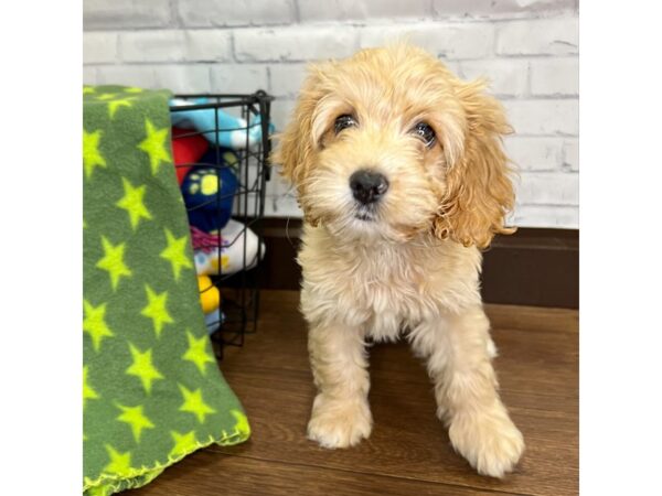 Cock A Poo-DOG-Male-Buff-3073-Petland Florence, Kentucky