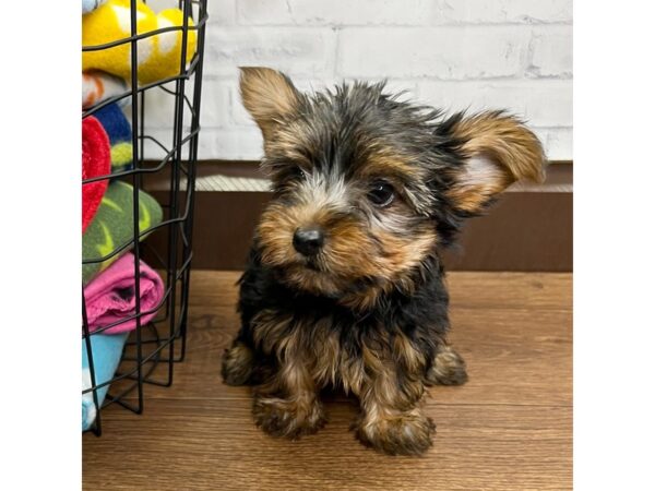 Yorkshire Terrier DOG Male Black / Tan 3075 Petland Florence, Kentucky