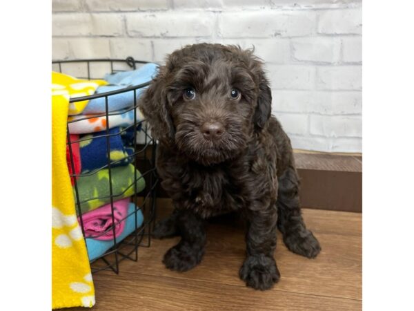 Labradoodle Mini 2nd Gen-DOG-Female-Chocolate-3083-Petland Florence, Kentucky