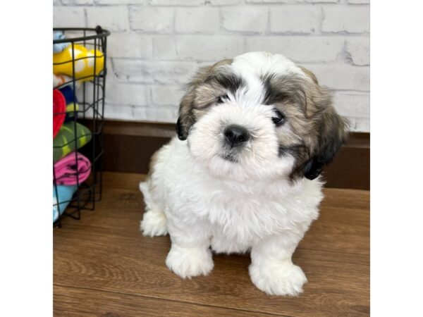 Teddy Bear-DOG-Male-Gold / White-3082-Petland Florence, Kentucky