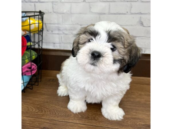 Teddy Bear DOG Male Gold / White 3082 Petland Florence, Kentucky