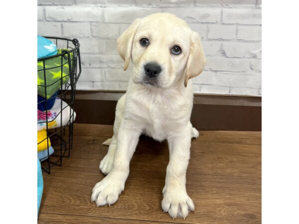 Labrador Retriever DOG Female Yellow 3081 Petland Florence, Kentucky