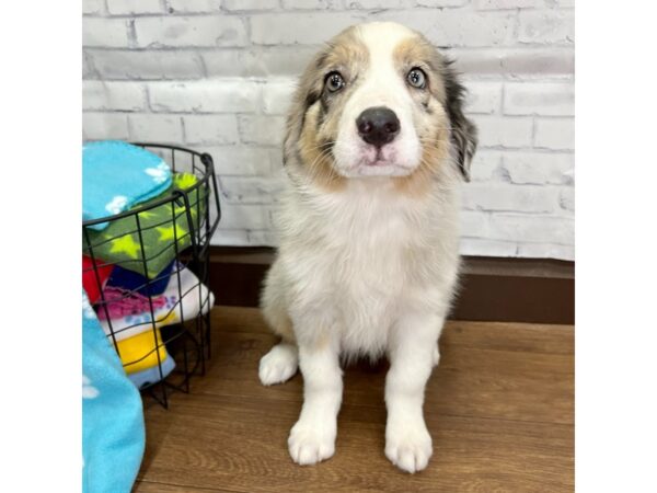 Australian Shepherd-DOG-Female-Blue Merle-3079-Petland Florence, Kentucky