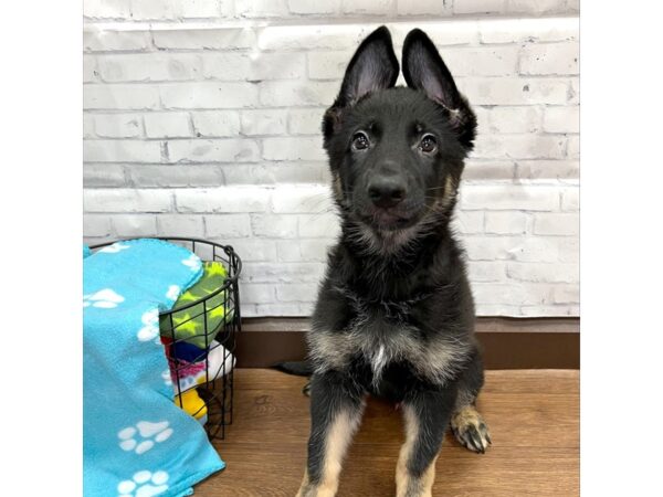 German Shepherd Dog DOG Male Black / Tan 3078 Petland Florence, Kentucky