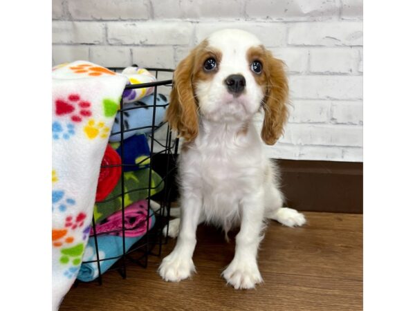 Cavalier King Charles Spaniel DOG Male Blenheim 3077 Petland Florence, Kentucky