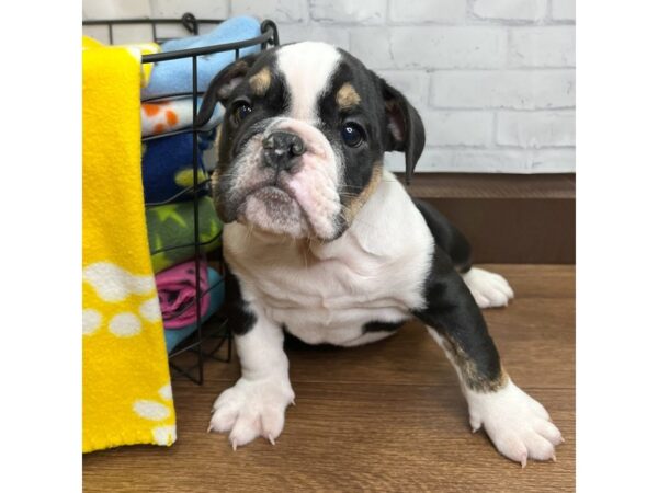 Bulldog DOG Female Black Tan / White 3076 Petland Florence, Kentucky