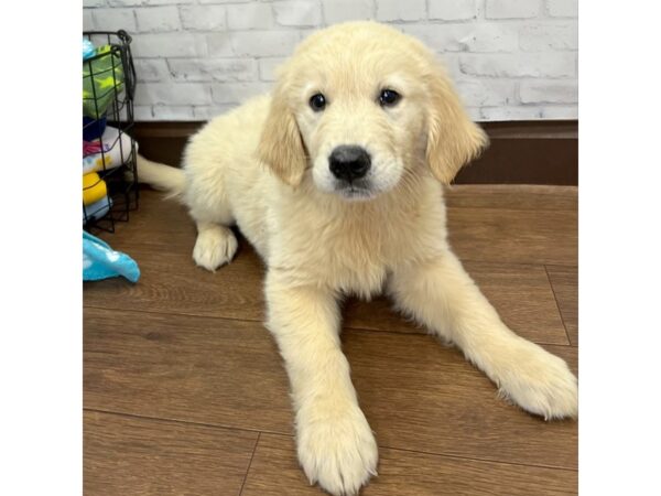 Golden Retriever DOG Female Golden 3071 Petland Florence, Kentucky