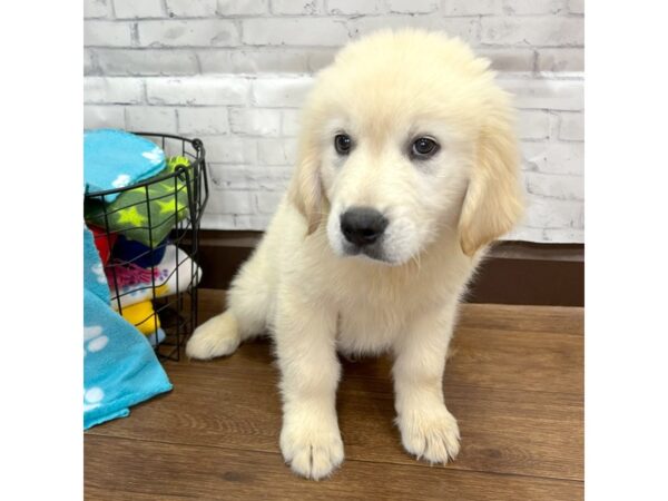 Golden Retriever DOG Male Golden 3072 Petland Florence, Kentucky