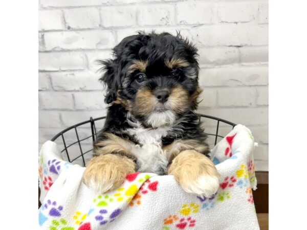 Peke-A-Poo-DOG-Female-Black & Tan-3096-Petland Florence, Kentucky