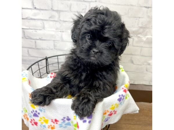 Peke-A-Poo-DOG-Female-Black-3095-Petland Florence, Kentucky