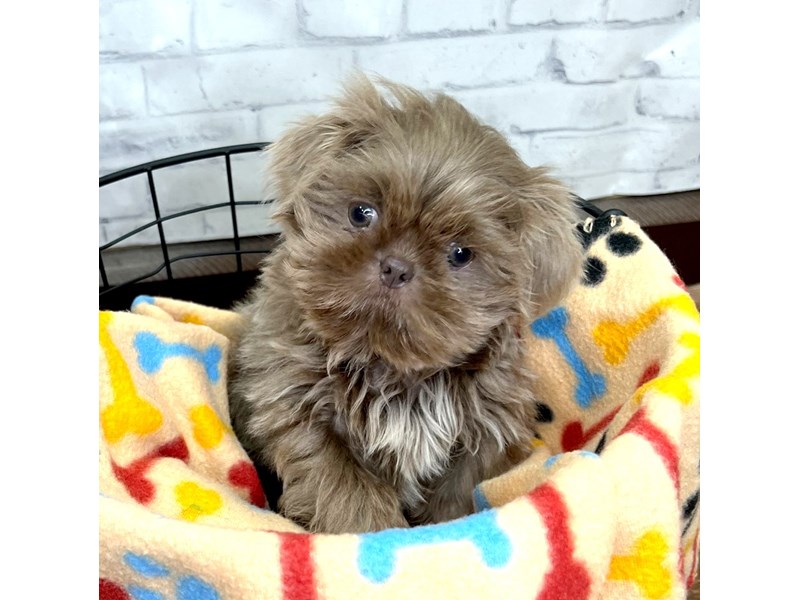 Lilac shih sales tzu