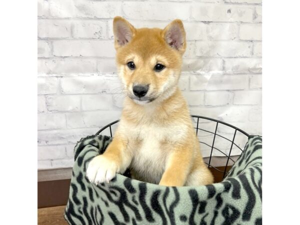 Shiba Inu DOG Male Red Sesame 3091 Petland Florence, Kentucky