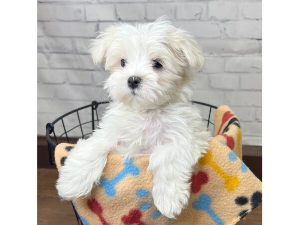 Maltese DOG Female White 3089 Petland Florence, Kentucky