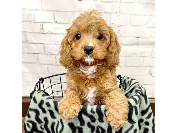 Cavapoo-DOG-Male-Red-3087-Petland Florence, Kentucky