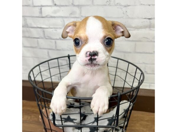 Boston Terrier DOG Male Brown / White 3086 Petland Florence, Kentucky